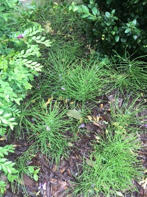 Weeds are one of the most significant agronomic problems in organic farming 1 and they are an important factor limiting the spreading of organic farming system in the world 2. Plant ID forum: Need help identifying weed growing in ...