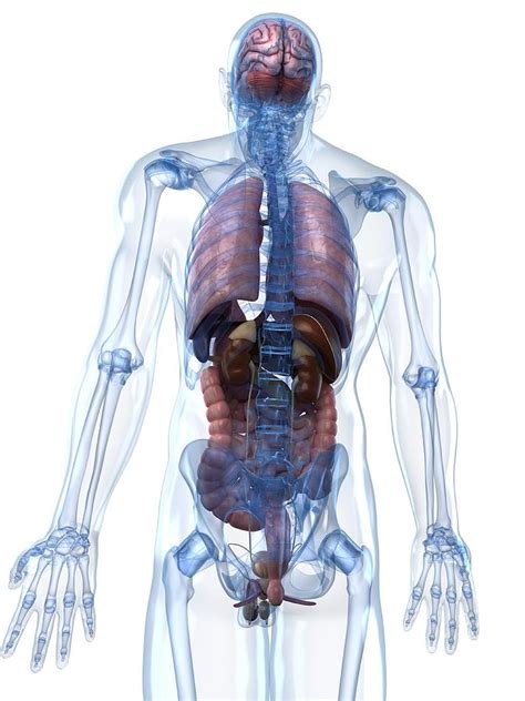 male anatomy artwork digital art by sciepro pixels