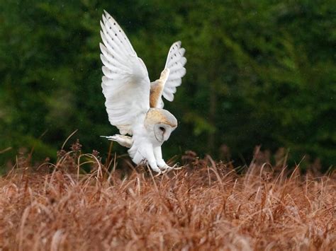 Where Do Barn Owls Live Habitat Distribution Birdfact
