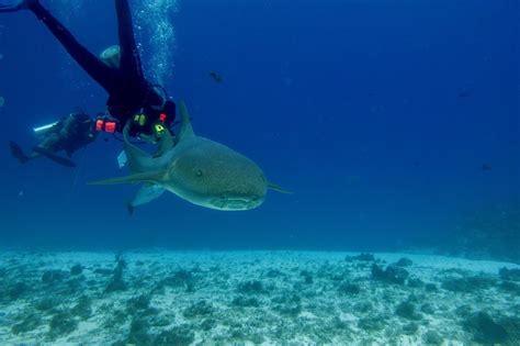 Best Scuba Diving In Cozumel Memugaa