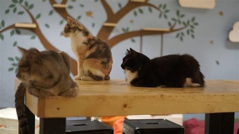 Either way, these pet cafes in klang valley serve both a decent food fare and a place for you to play with their furry friends. Cat Cafes in KL That Will Meow Their Way into Your Hearts