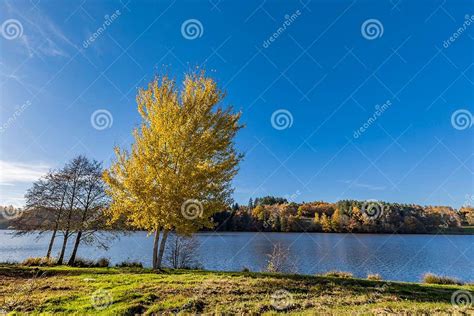 Trees On The Lakeshore Of Aubusson Lake Auvergne France Stock Image
