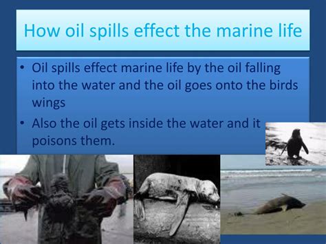 Ppt Oil Spills Effect Marine Life Powerpoint Presentation Free