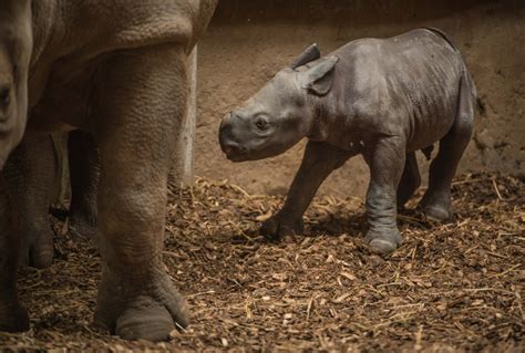 Zoo Visitors Stunned With Black Rhino Birth Zooborns