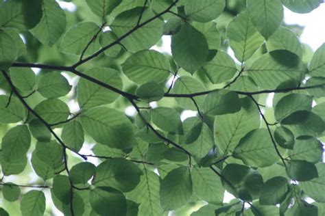 Different types of leaves with names, pictures, and information. 1000+ Great Leaves Photos · Pexels · Free Stock Photos