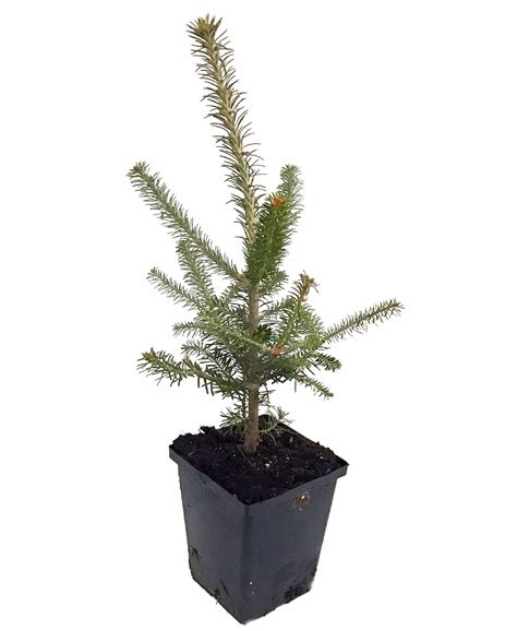 We are the leading bonsai retailers: Balsam Fir - Abies balsamea - Outdoors or Bonsai - Quart ...