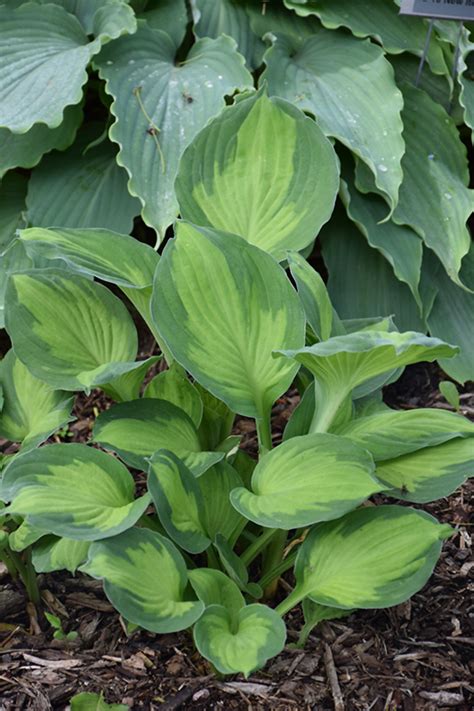 Captain Kirk Hosta Hosta Captain Kirk In Sauk Centre Alexandria