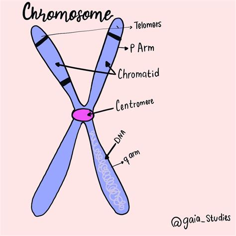 Parts Of Chromosome Diagram Quizlet