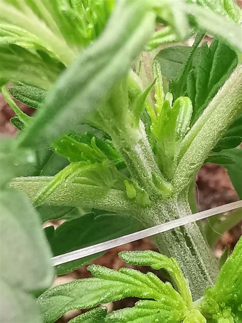 Male Autoflower Grow Question By Justchillthc Growdiaries