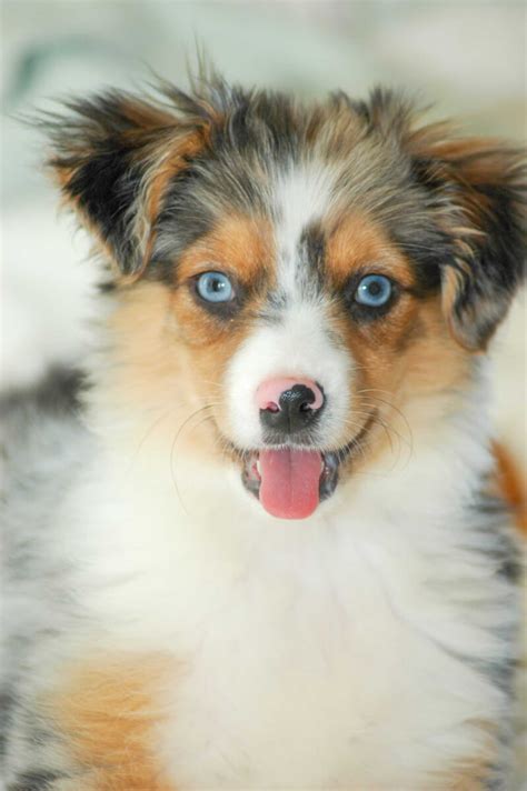 Australian shepherds are a truly versatile breed. Miniature Australian Shepherd Dog Breed » Everything About ...