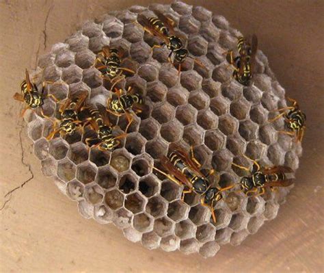 Wasps Extermination Paper Wasps Portland Or
