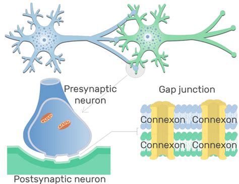 Electrical Synapse Structure And Labeled Diagram Getbodysmart