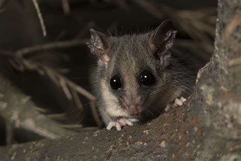Eastern Pygmy Possum Cercartetus Nanus George Madani Flickr