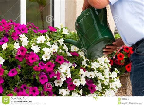 El Hombre Está Regando Las Flores Imagen De Archivo Imagen De Hombre