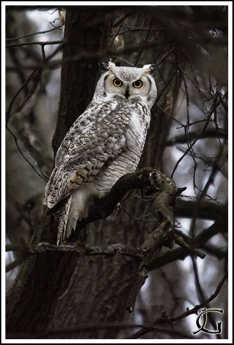 Subarctic Great Horned Owl In Minnesota Aves Exóticas Corujas