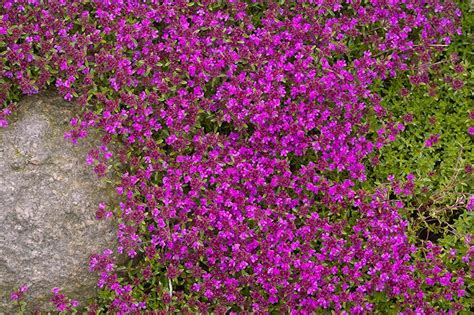 Creeping Thyme Buying And Growing Guide