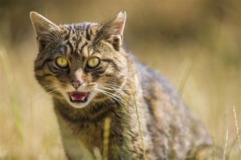 Progress In Drive To Protect Scottish Wildcat In Angus Glens