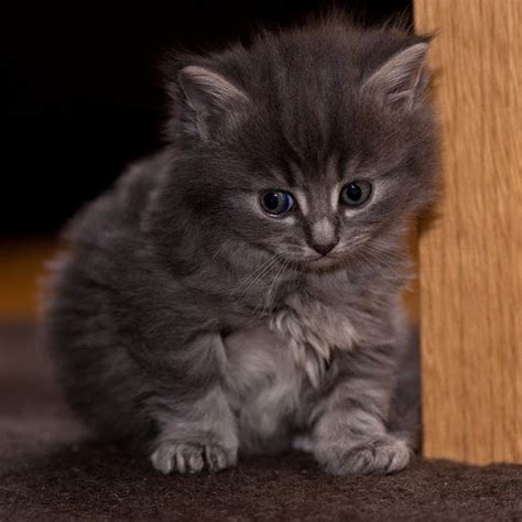 Pictures Of Gray Kittens Pictures Of Animals 2016