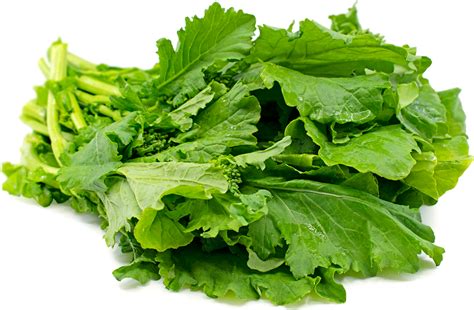 Rapini Information Recipes And Facts