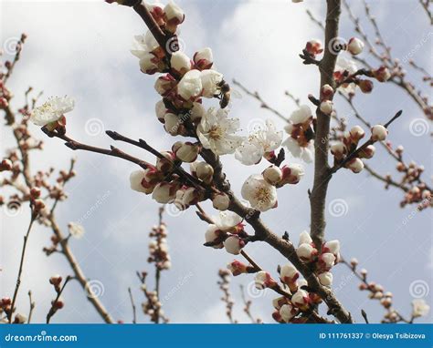 Flowering Apricot Tree White Flowers Stock Image Image Of Central
