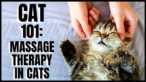 Cat 101 Massage Therapy In Cats Youtube