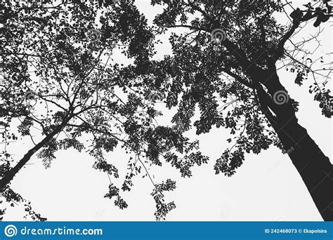 Illustration Artistic Image Of Silhouette Trees With Branches And