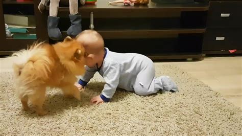 Dogs Babysitting Babies 👶🐶💕 Dogs Love Babies Funny Pets Youtube