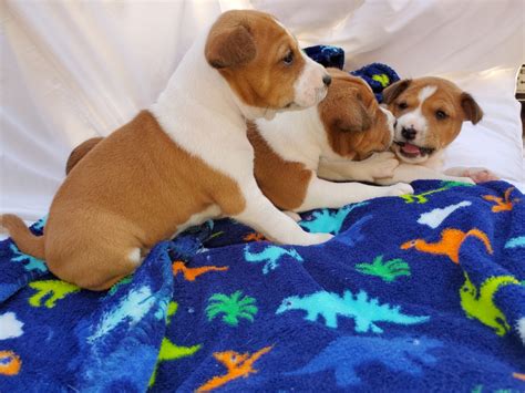 Basenji Puppies For Sale Dallas Tx Petzlover