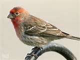 Pictures of Difference Between House Finch And Purple Finch