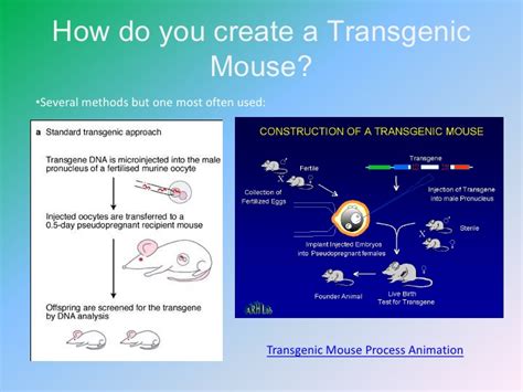 The process of creating transgenic. Transgenic organisms powerpoint