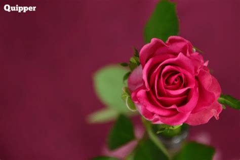 Simak 5 Fakta Menarik Mawar Si Bunga Berduri Ini Yuk