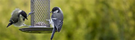 We did not find results for: Winter Feeding Helps Attract Wild Birds to Your Backyard ...