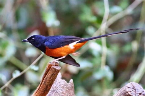 Tidak mengherankan banyak yang ingin memasang foto burung ini sebagai wallpaper desktop komputer maupun telepon genggam. 15 Jenis Murai Batu | Indah, Bagus, Berbagai Daerah ...