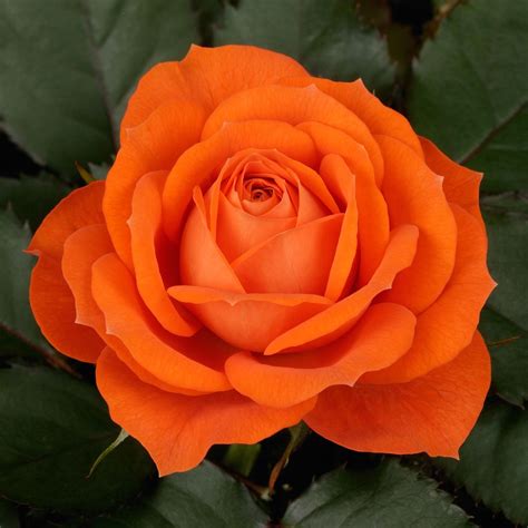 A Beautiful Dwarf Form Of Rose Ideally Suited To Containers And Small
