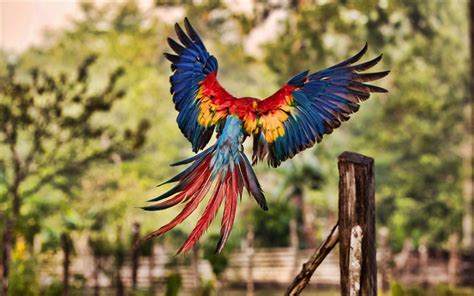 Download Wallpapers 4k Flying Macaw Bokeh Hdr Parrots Wildlife