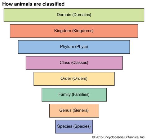 Taxonomia Os Objetivos Da Classificação Biológica