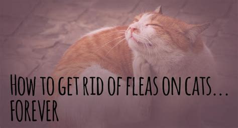 √ How To Treat Fleas On Cats How To Get Rid Of Fleas On A Cat And In