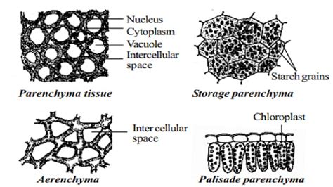 Parenchyma Cells Structure Types And Functions