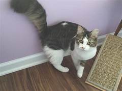 Adopt A Purr Fect Partner Kittens Nh Craigslist