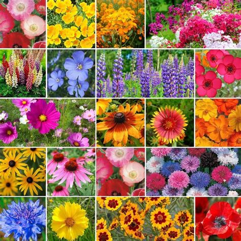 Burst Of Bloom Annual And Perennial Wildflower Seed Mix Eden Brothers