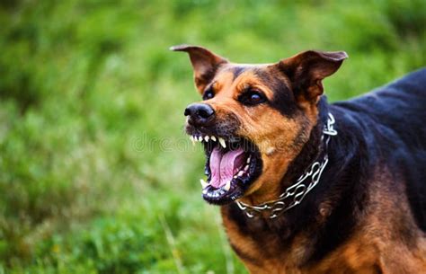 Ataques De Perros Enojados El Perro Parece Agresivo Y Peligroso Foto