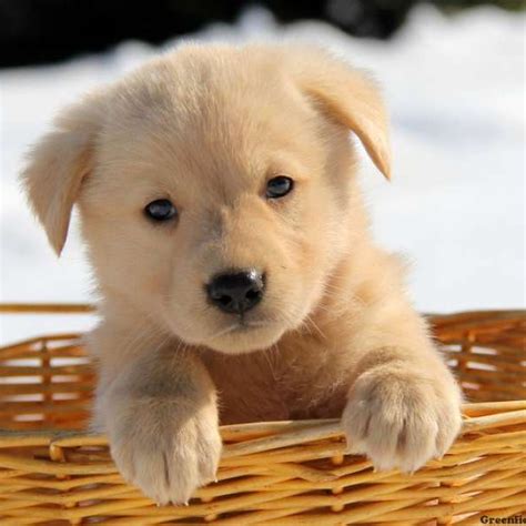 The breed's weight varies between 50 and 70 pounds. Golden Shepherd Puppies For Sale | Greenfield Puppies