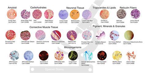 Staining Histology Cytology Histology Cytology And Pathology