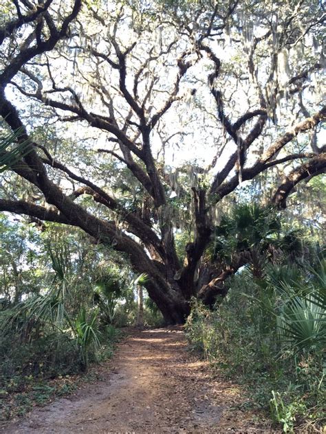 2nd Largest Oak Tree In Florida Looks Huge In Person Yelp