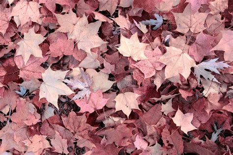 Pink Autumn Leaves Stock Image Image Of Ground Texture 83694445