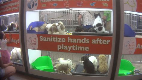 Pet Shop Near Me That Sell Puppies Puppy Store Near Me Online