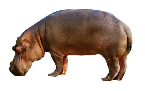 Hippopotamus Clipart Transparent Background Hippopotamus