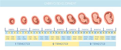 Pregnancy Stages Behance