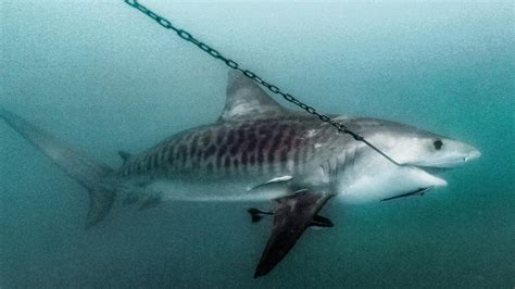 gold coast shark attack how sharks get inside net daily telegraph