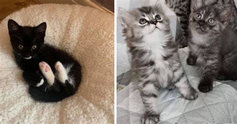 These 12 Kittens Are Adorable Viral Cats Blog